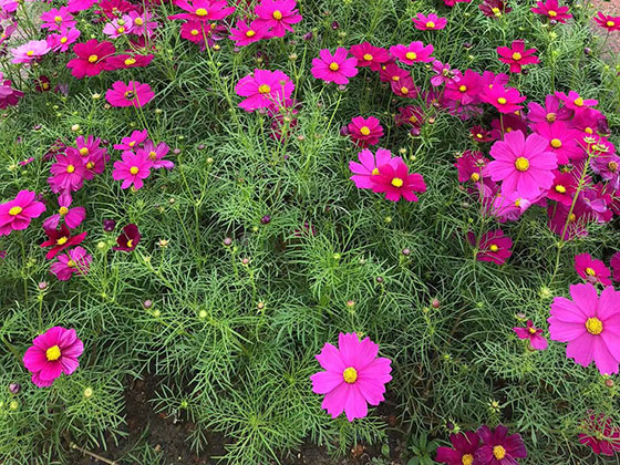 珠海爱情鲜花-小区绿化设计